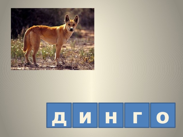 д и н г о 