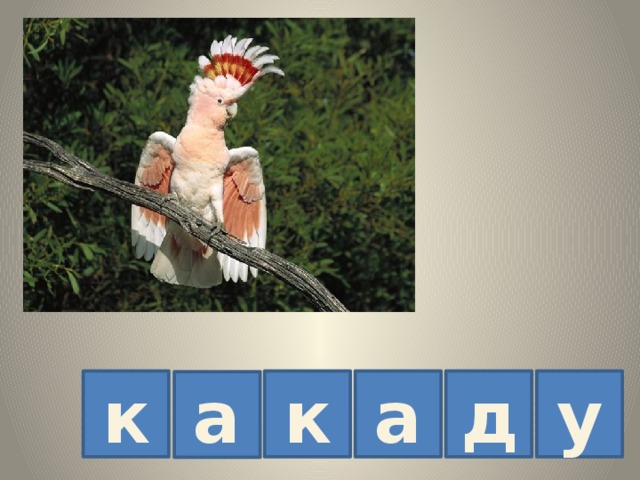к к а д у а 