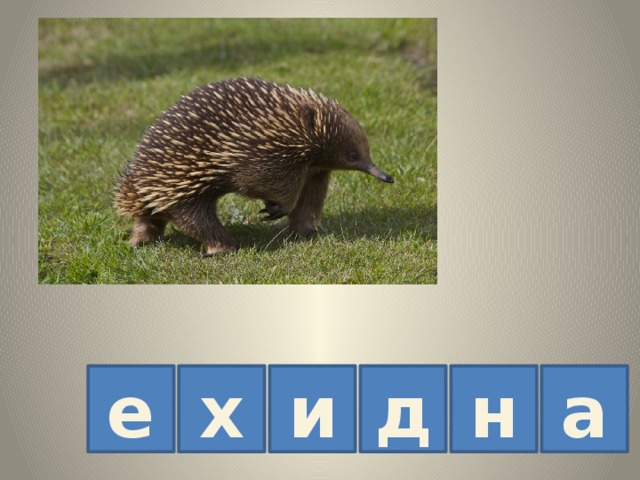 и е х д н а 
