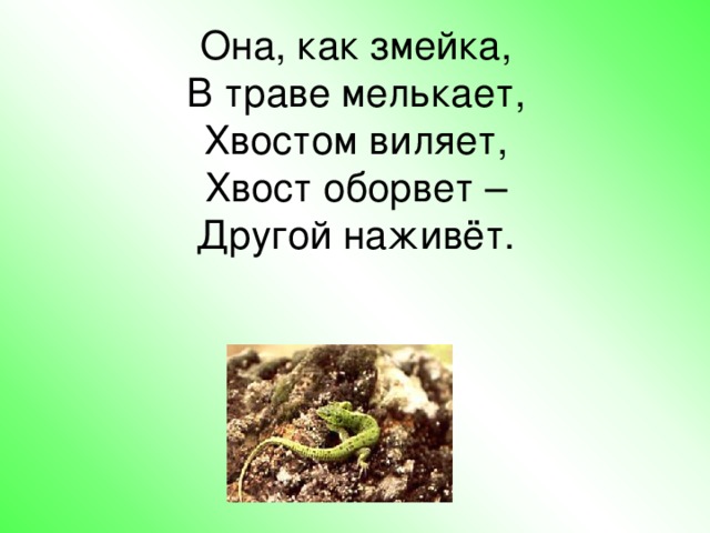 Она, как змейка,  В траве мелькает,  Хвостом виляет,  Хвост оборвет –  Другой наживёт. 