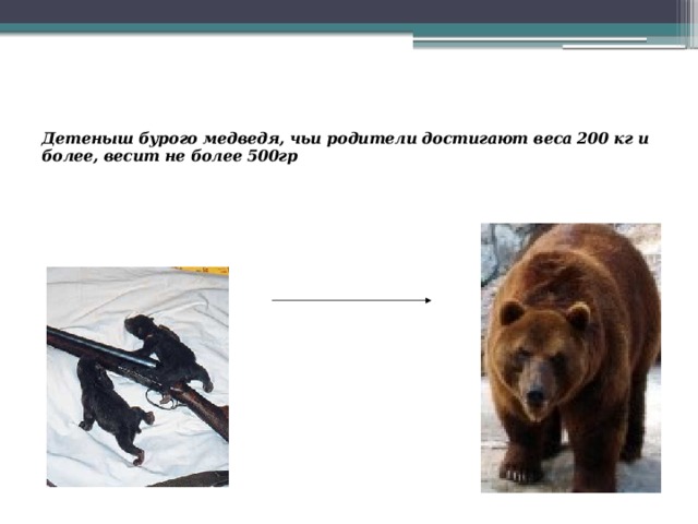   Детеныш бурого медведя, чьи родители достигают веса 200 кг и более, весит не более 500гр 