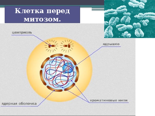 Клетка перед митозом. 