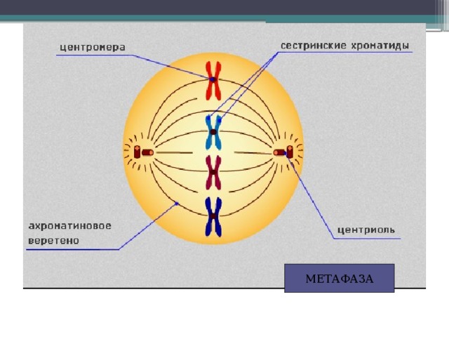 МЕТАФАЗА 