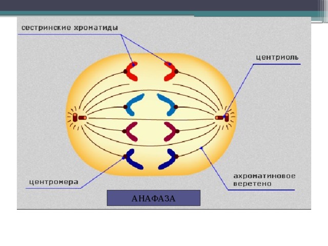 АНАФАЗА 