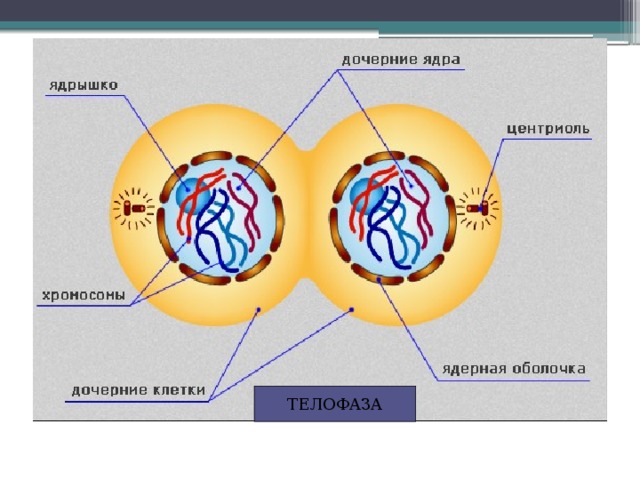ТЕЛОФАЗА 
