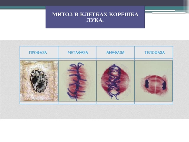 МИТОЗ В КЛЕТКАХ КОРЕШКА ЛУКА. 