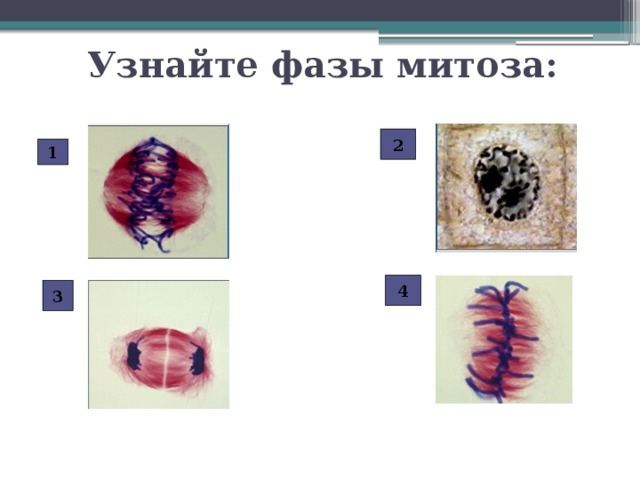 Узнайте фазы митоза: 2 1 4 3 