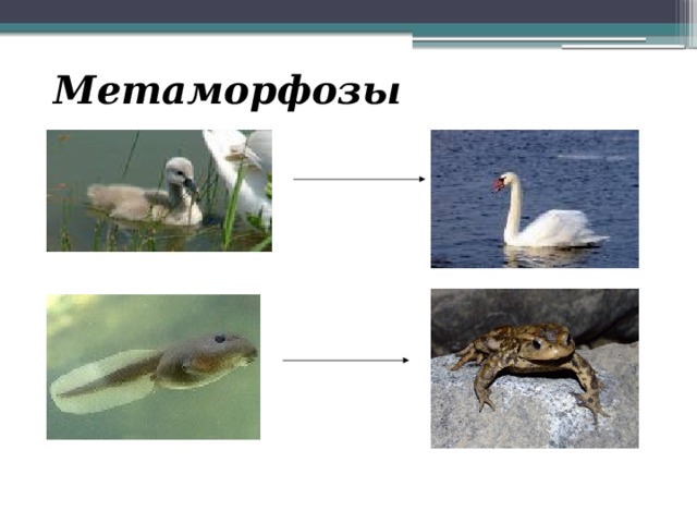 Метаморфозы 