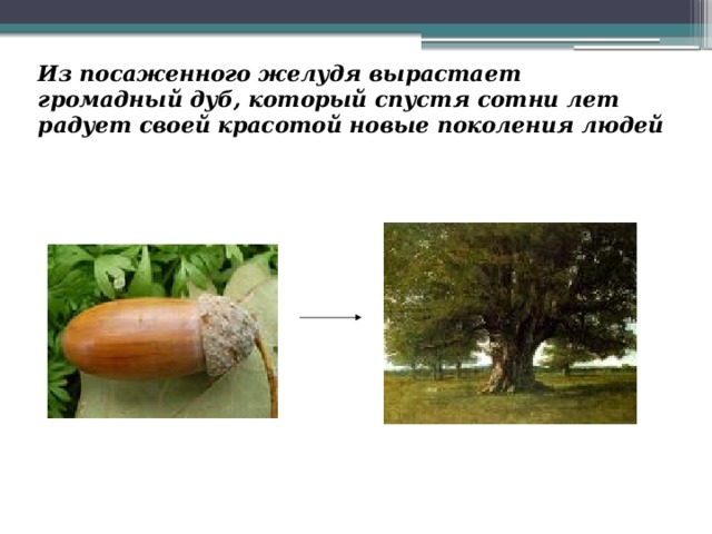 Из посаженного желудя вырастает громадный дуб, который спустя сотни лет радует своей красотой новые поколения людей 