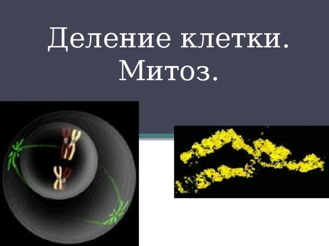 Деление клетки. Митоз. 
