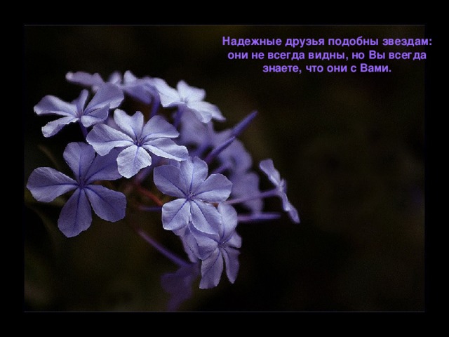 Надежные друзья подобны звездам: они не всегда видны, но Вы всегда знаете, что они с Вами.  