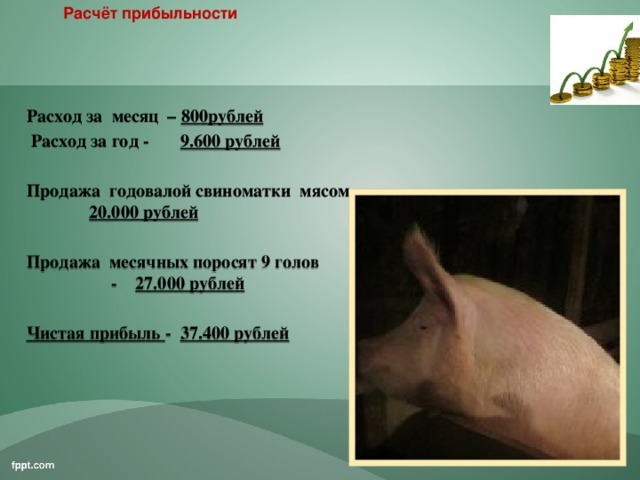 Расчёт прибыльности свиноматка Расход за месяц – 800рублей   Расход за год - 9.600 рублей  Продажа годовалой свиноматки мясом – 20.000 рублей  Продажа месячных поросят 9 голов - 27.000 рублей  Чистая прибыль - 37.400 рублей