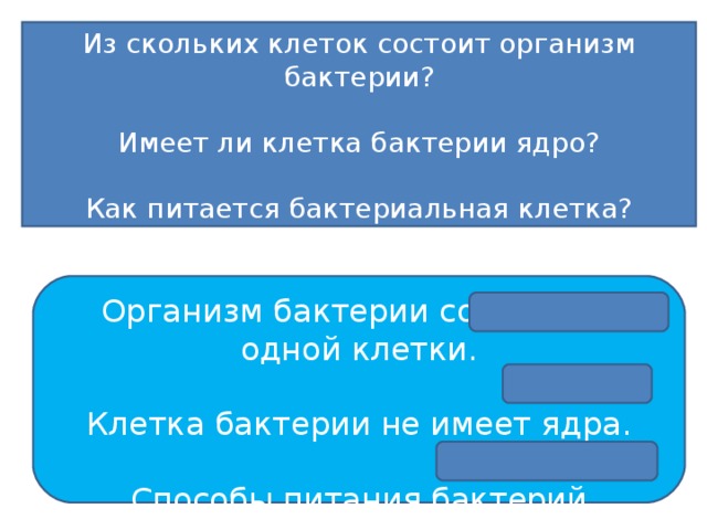 Из скольких клеток состоит организм бактерии? Имеет ли клетка бактерии ядро? Как питается бактериальная клетка? Организм бактерии состоит из одной клетки. Клетка бактерии не имеет ядра. Способы питания бактерий разнообразные. 