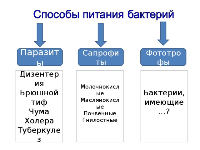 Паразиты Сапрофиты Светопитание Фототрофы Дизентерия Брюшной тиф Чума Холера Туберкулез Молочнокислые Маслянокислые Почвенные Гнилостные Бактерии, имеющие…? 
