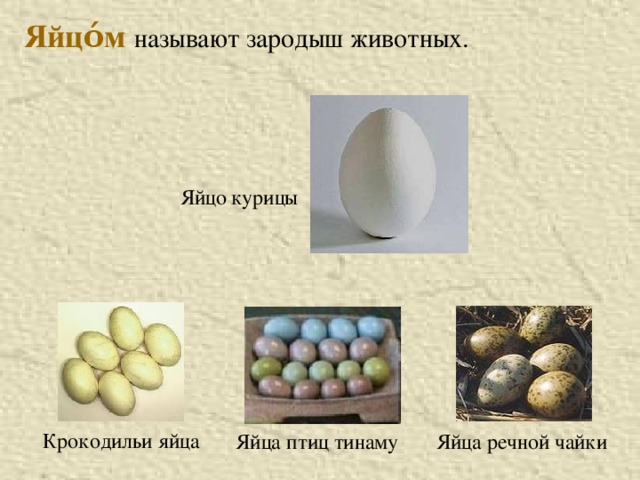 Яйцо́м  называют зародыш животных. Яйцо  курицы Крокодильи яйца Яйца речной чайки Яйца птиц тинаму  