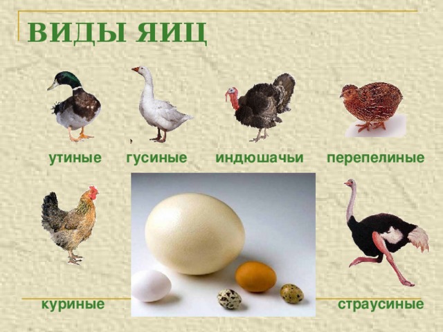 ВИДЫ ЯИЦ гусиные утиные индюшачьи перепелиные куриные страусиные 
