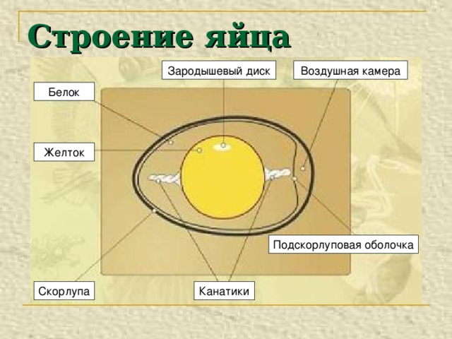 Строение яйца Зародышевый диск Воздушная камера Белок Желток Подскорлуповая оболочка Скорлупа Канатики 