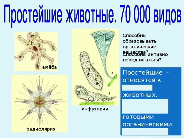 Способны образовывать органические вещества? Способны активно передвигаться? амёба Простейшие - относятся к царству животных. Так как они питаются готовыми органическими веществами и способны активно передвигаться. инфузории радиолярия 