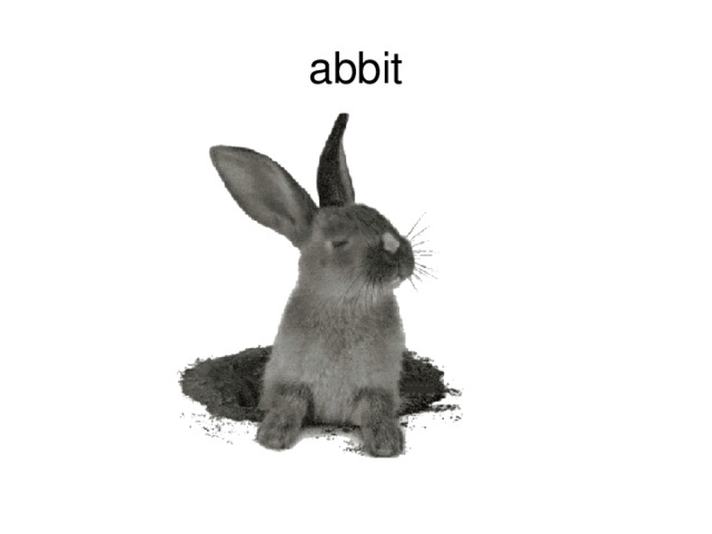 abbit 