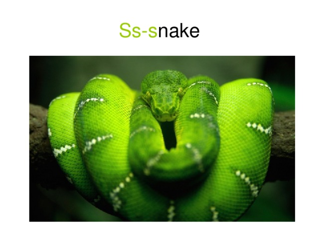 Ss-s nake 