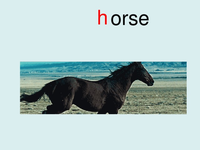 h orse 