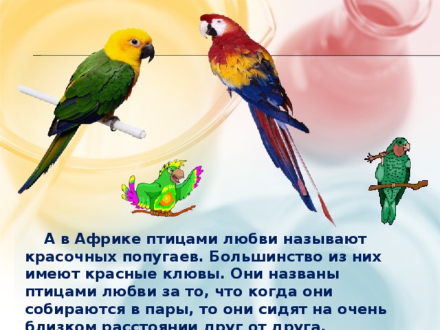  А в Африке птицами любви называют красочных попугаев. Большинство из них имеют красные клювы. Они названы птицами любви за то, что когда они собираются в пары, то они сидят на очень близком расстоянии друг от друга. 