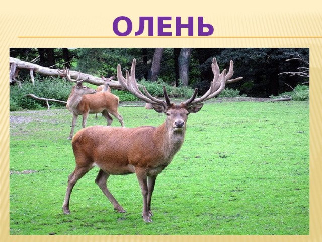 ОЛЕНЬ