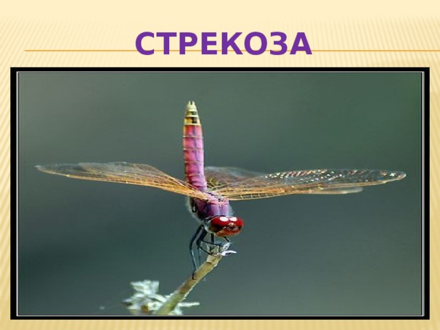 СТРЕКОЗА
