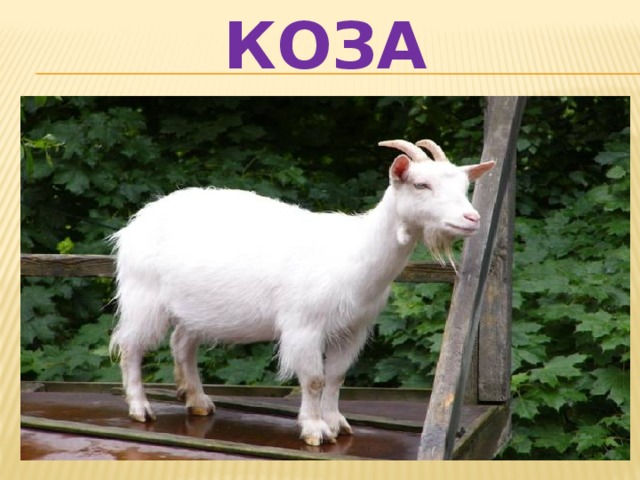 КОЗА