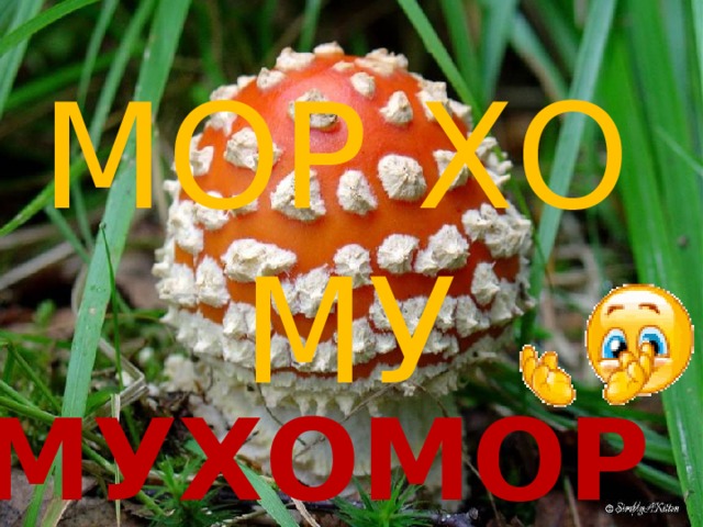 МОР  ХО  МУ Мухомор