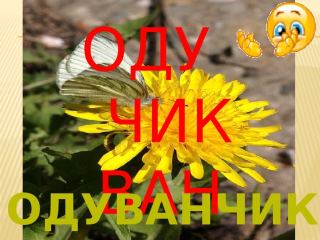ОДУ    ЧИК ВАН одуванчик