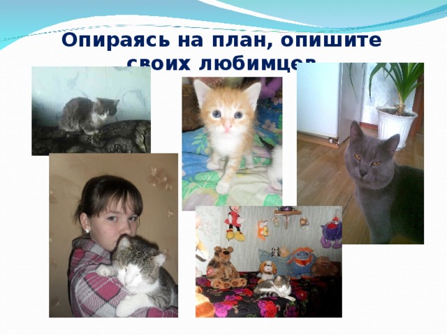 Опираясь на план, опишите своих любимцев 