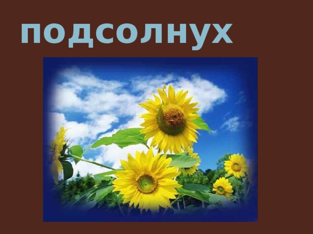 подсолнух 