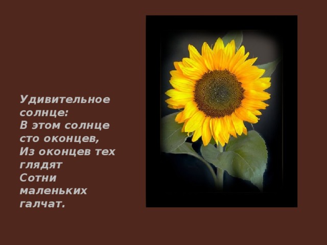 Удивительное солнце: В этом солнце сто оконцев, Из оконцев тех глядят Сотни маленьких галчат. 