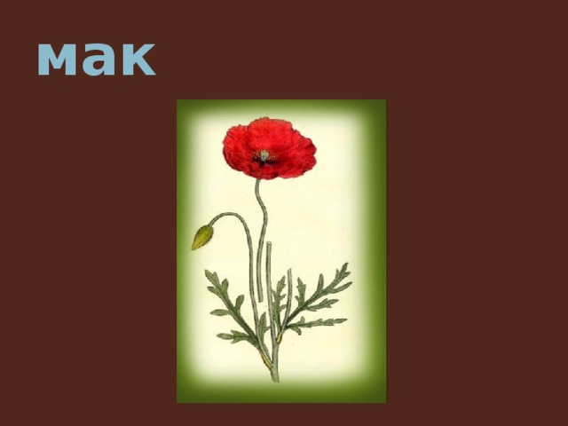 мак 
