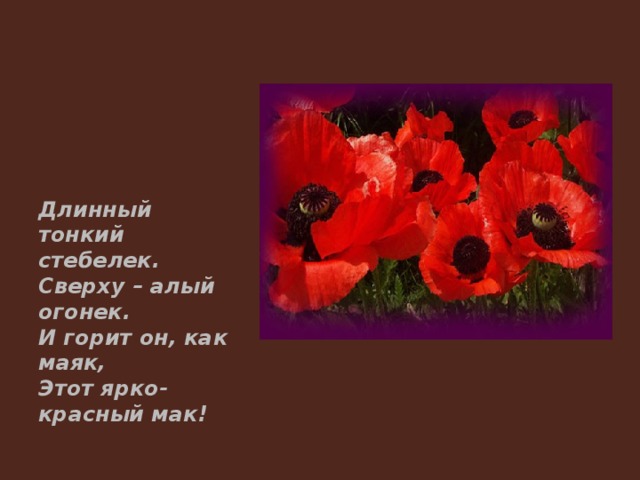 Длинный тонкий стебелек. Сверху – алый огонек. И горит он, как маяк, Этот ярко-красный мак! 