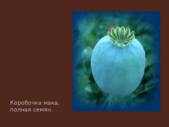 Коробочка мака, полная семян. 