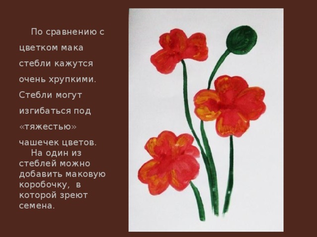По сравнению с цветком мака стебли кажутся очень хрупкими. Стебли могут изгибаться под «тяжестью» чашечек цветов. На один из стеблей можно добавить маковую коробочку, в которой зреют семена. 