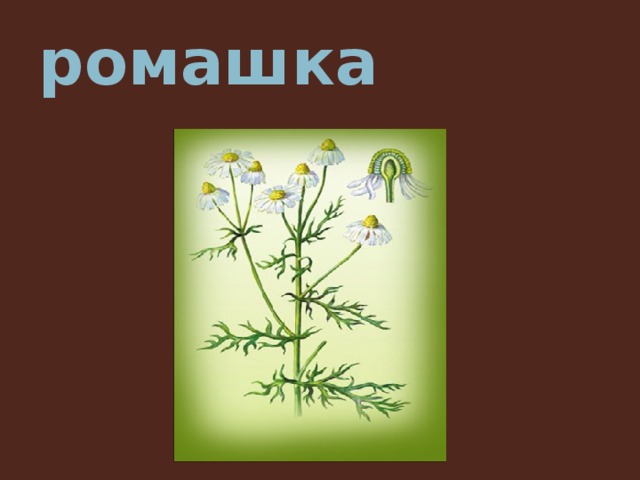 ромашка 