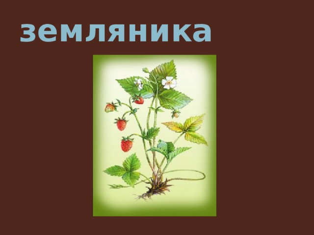земляника 