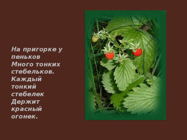 На пригорке у пеньков Много тонких стебельков. Каждый тонкий стебелек Держит красный огонек. 
