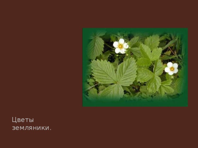 Цветы земляники. 