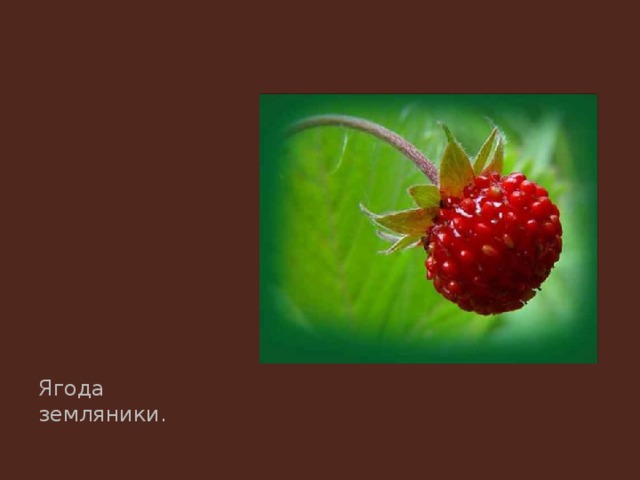Ягода земляники. 