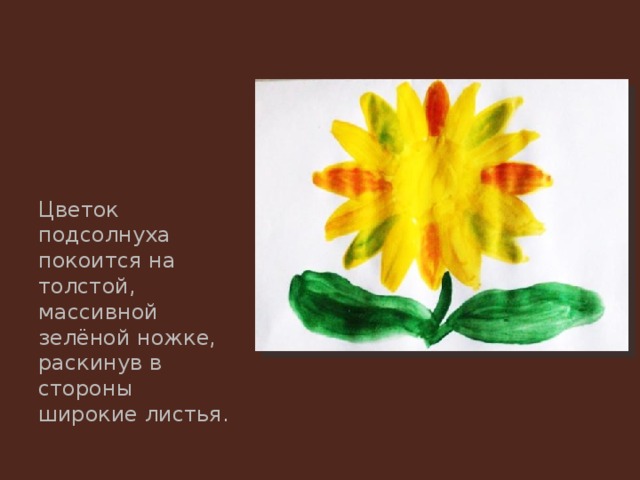 Цветок подсолнуха покоится на толстой, массивной зелёной ножке, раскинув в стороны широкие листья. 