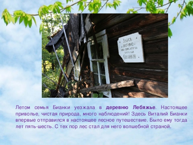  Летом семья Бианки уезжала в деревню Лебяжье . Настоящее приволье, чистая природа, много наблюдений! Здесь Виталий Бианки впервые отправился в настоящее лесное путешествие. Было ему тогда лет пять-шесть. С тех пор лес стал для него волшебной страной. 
