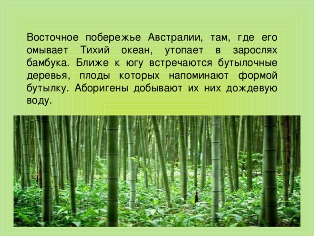 Восточное побережье Австралии, там, где его омывает Тихий океан, утопает в зарослях бамбука. Ближе к югу встречаются бутылочные деревья, плоды которых напоминают формой бутылку. Аборигены добывают их них дождевую воду. 