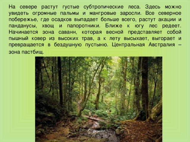 На севере растут густые субтропические леса. Здесь можно увидеть огромные пальмы и мангровые заросли. Все северное побережье, где осадков выпадает больше всего, растут акации и панданусы, хвощ и папоротники. Ближе к югу лес редеет. Начинается зона саванн, которая весной представляет собой пышный ковер из высоких трав, а к лету высыхает, выгорает и превращается в бездушную пустыню. Центральная Австралия – зона пастбищ.  