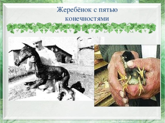Жеребёнок с пятью конечностями 