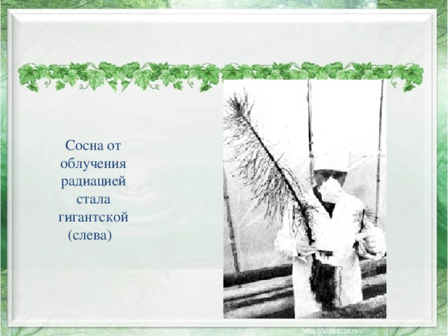 Сосна от облучения радиацией стала гигантской (слева)   