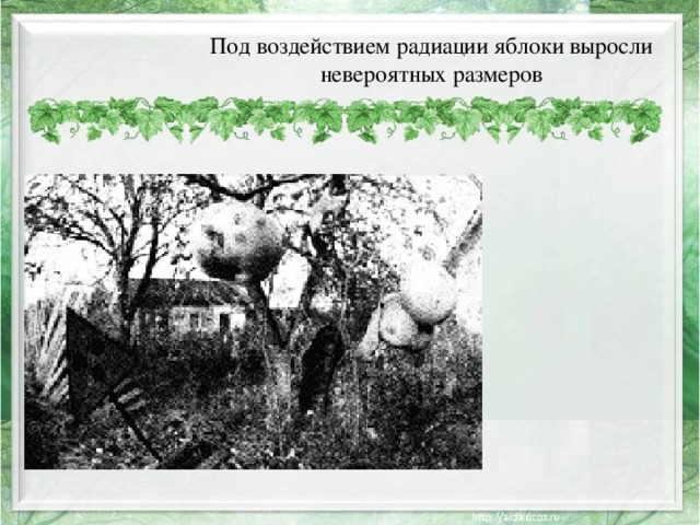 Под воздействием радиации яблоки выросли невероятных размеров 